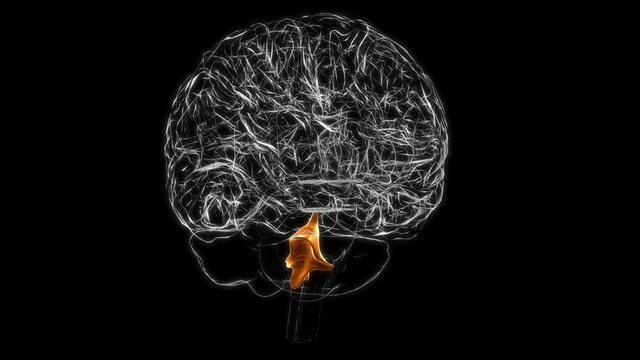 Brain Fourth Ventricles of the Brain Anatomy For Medical Concept 3D animation