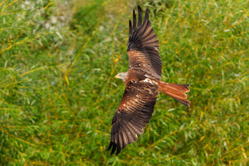 Red Kite (Milvus milvus) flying in Gelderland in the Netherlands    