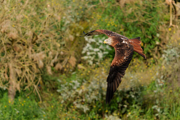 Red Kite (Milvus milvus) flying in Gelderland in the Netherlands    