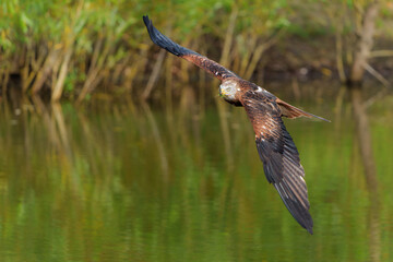 Red Kite (Milvus milvus) flying in Gelderland in the Netherlands    