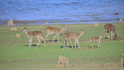 deer in the field