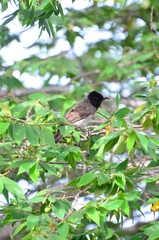 bird on a tree