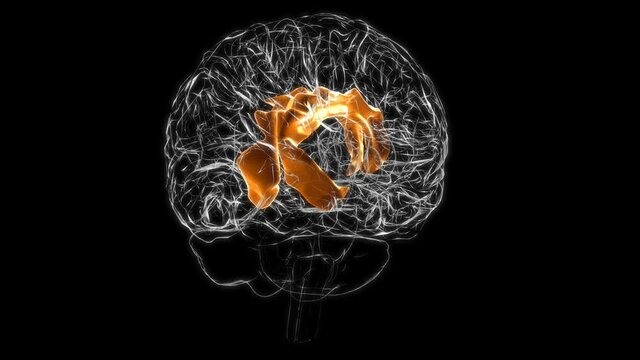 Brain cingulate gyrus Anatomy For Medical Concept 3D animation