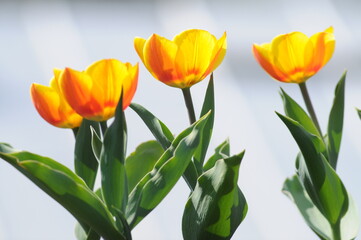 Gelb-rote Tulpen in Reihe