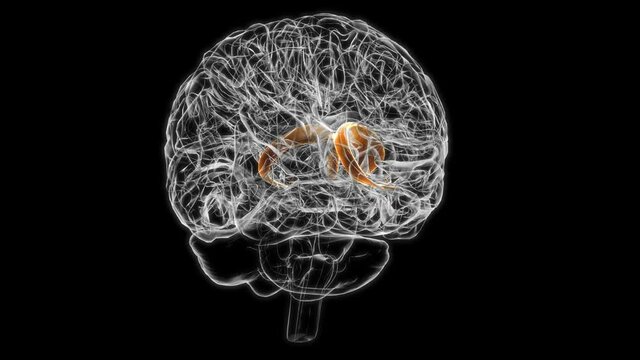 Brain caudate nucleus Anatomy For Medical Concept 3D animation