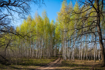 Path through a small birch grove with trees with young leaves, sunny day, blue sky without clouds - spring landscape
