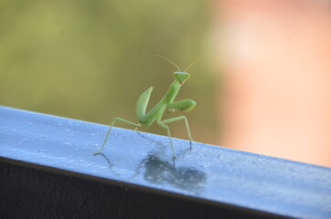Praying mantis