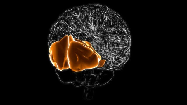 Brain occipital lobe Anatomy For Medical Concept 3D Animation