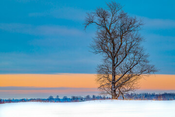 Alone frozen tree in snowy field against the background of a winter sunset or sunrise, colored sky. Cold landscape, desktop picture, copy space..