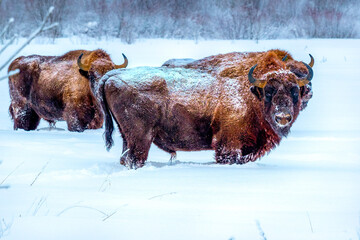 A herd of wild bison or Bonasus bison on a snow-covered field in a winter forest. The huge Russian...