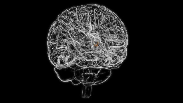 Brain Interventricular foramen Anatomy For Medical Concept 3D animation