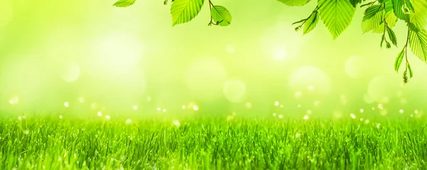 Schilderijen op glas beautiful empty spring background with border from grass blades and tree leaves, green isolated grass meadow illuminated from sunshine, springtime nature scene concept for happy easter © winyu