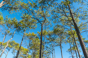 Pine tree with blue sky background. Landscape tree in national park at Thailand during winter season
