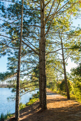 Sunset with pine forest and reservoir and blue sky background. Nature and outdoor background in national park at Thailand