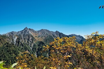 Fototapeta premium Nature of Japan