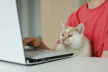 Fototapeta premium Young woman with her cute cat using laptop at home. Freelance work with pet.