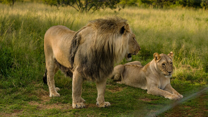 photo of a lion and a lioness in a wild field.