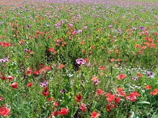 Blumenwiese Feld Himmel