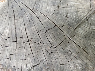 tree and wood texture