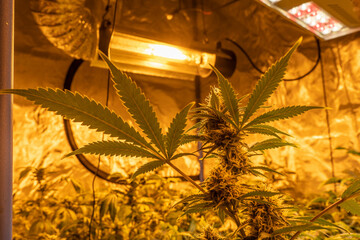 Indoor growing potted Marijuana with professional lights.