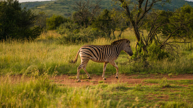 Three zebras are walking in the field. wildlife of south africa. Green grass.