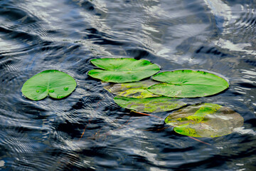 Water lilies on a reflective water surface