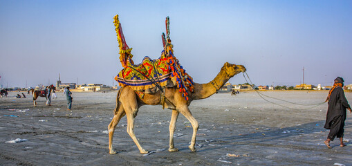 Camel Ride At Sea View Clifton Beach, Karachi, Pakistan - obrazy, fototapety, plakaty