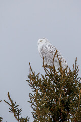 Snowy Owl in winter north 