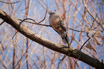 日本、神奈川、冬、一休みする鳩