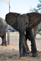 Fototapeta premium elephant in the zoo