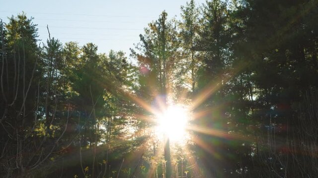 4K Time lapse of the sun moving behind the Pine Tree forest at Van Vihar in Manali, Himachal Pradesh, India. Sun rays at Sunrise in the Pine Tree forest. Forest getting illuminated by the sunlight.