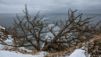 trees on the shore of lake