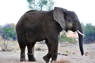 Fototapeta premium elephant