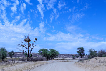 Obraz premium Dirt Road in the Kgalagadi