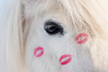 White horse with red lipstick kiss prints on its face - 480568771