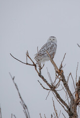 Snowy Owl in winter north 