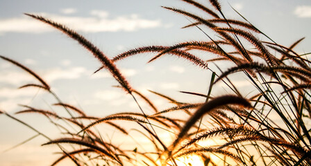Reed grass flower in the sunset
