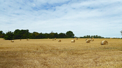 Obraz premium Straw bales in the summertime field.