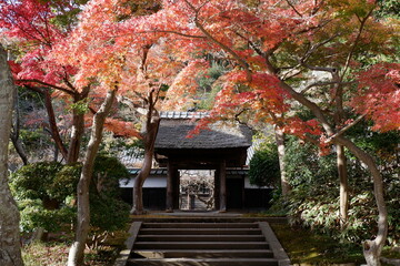 Fototapeta na wymiar 紅葉の鎌倉