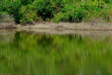 Fototapeta premium lake in the forest