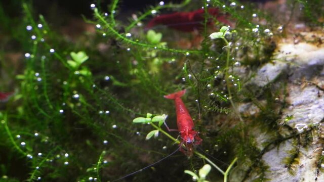 adult active nano shrimp search, eat detritus and algae from java moss growing on driftwood, beautiful planted aquascape ecosystem, clean-up crew; ryoboku Amano style nature aquarium