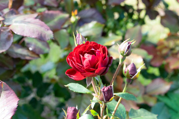 Dark red rose Lavaglut blooming in the garden. Beautiful flowers with sunshine.