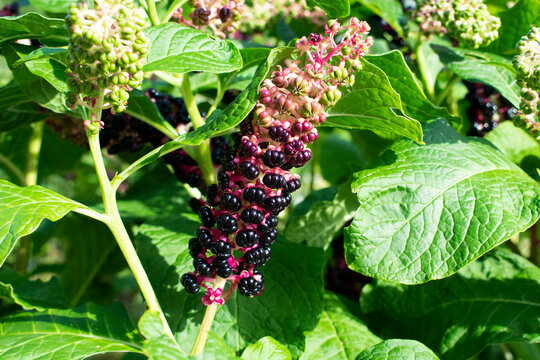 Phytolacca acinosa Roxb. or Indian poke. Natural close up photo.