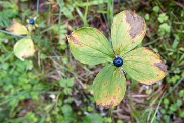 Paris, a poisonous plant, a deadly and dangerous forest perennial, can be confused with blueberries. Top view.
