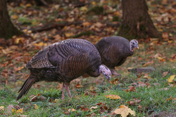 Close up of two Wild Turkeys looking for food on the ground in autumn