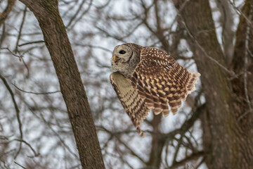 Fototapeta na wymiar Barred Owl flying in forest