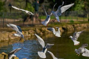 Seagulls flying over a pond at Villa Borghese city park in Rome
