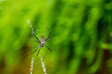 spiders in the nest against the background of green plants