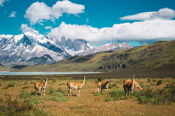 Herd of guanacos grazing in a meadow with snowy mountains in the background in the Torres del Paine...