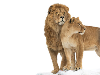 Fototapeta na wymiar Lion and lioness isolated on white background
